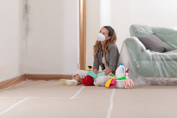 Reliable Mold Remediation contractor in Centreville, IL by Cheap Mold Removal