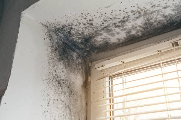 Trusted Bathroom Mold Removal service in Centreville, IL - Cheap Mold Removal
