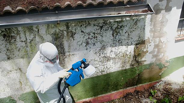 Trusted Mold Testing service in Centreville, IL - Cheap Mold Removal